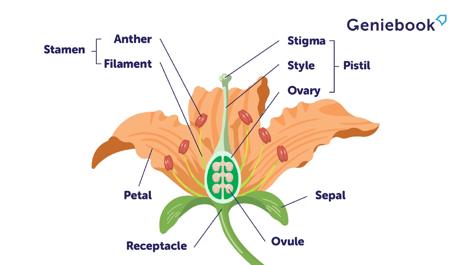 Reproduction In Plants Structures And Pollination
